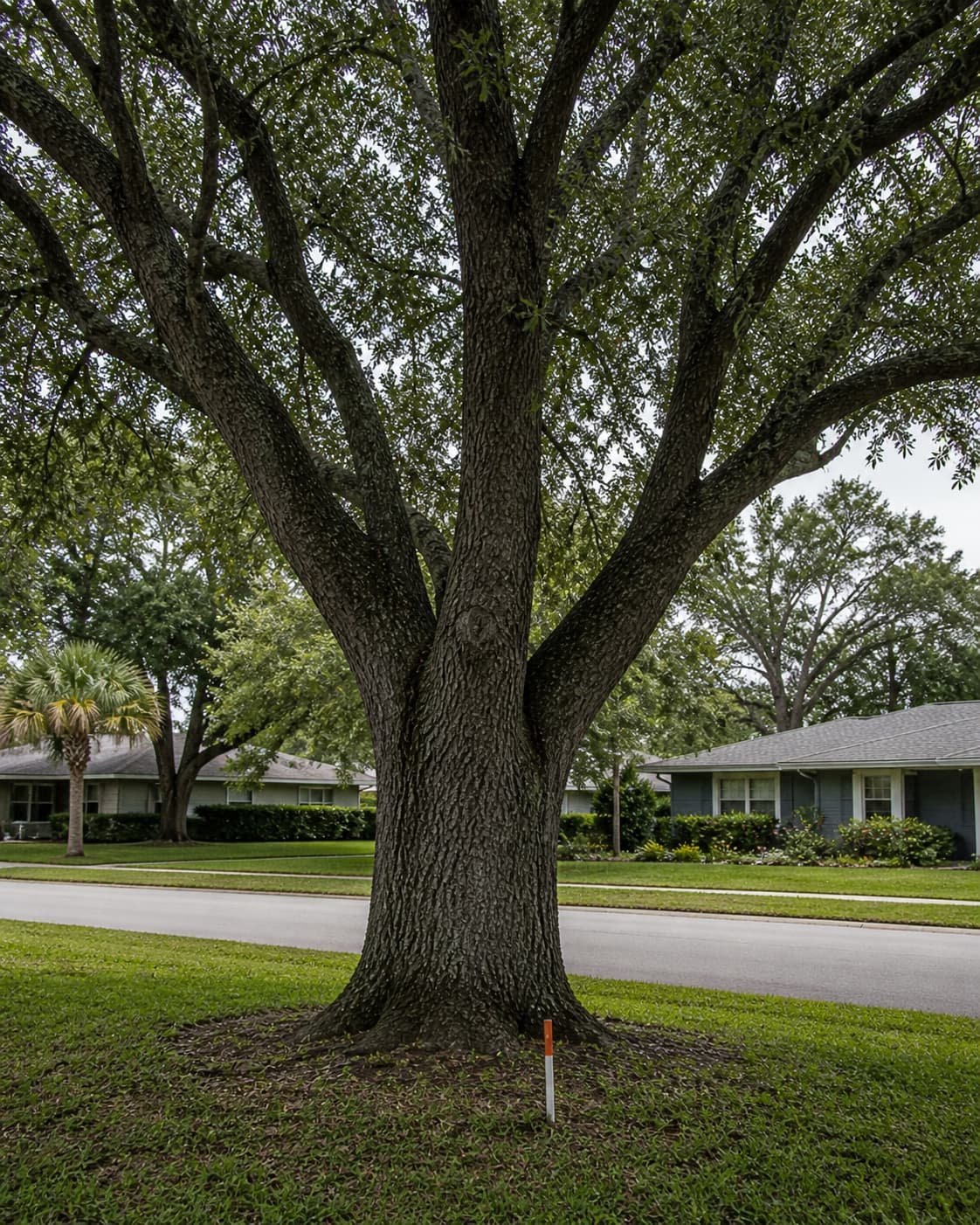 gainesville tree ordinance canopy protection