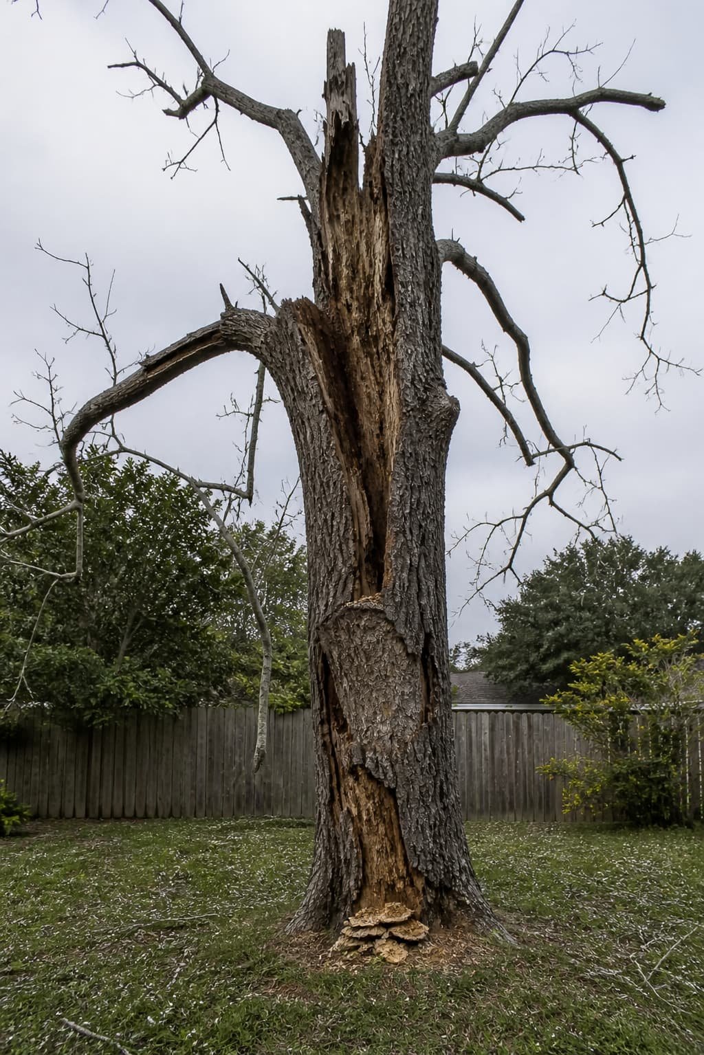 emergency tree removal signs Gainesville FL