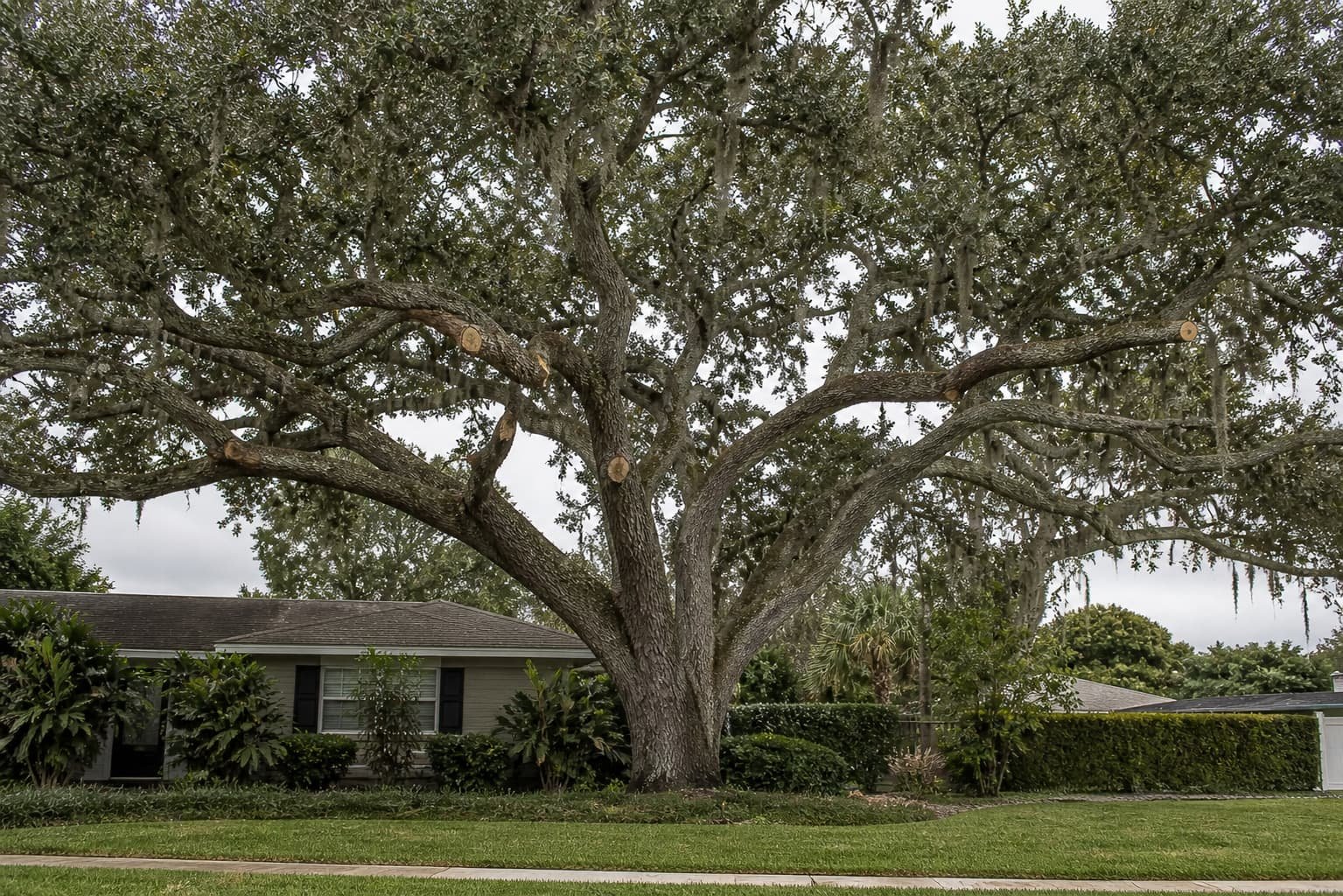 live oak trimming in Gainesville FL