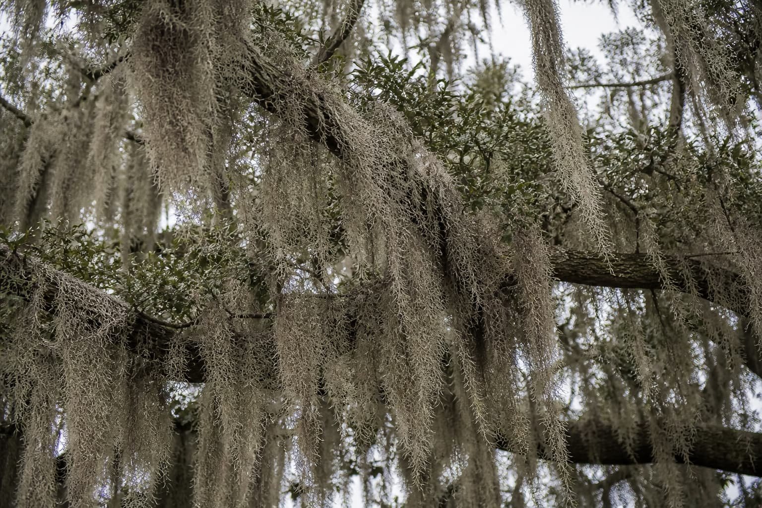 spanish moss on trees in Gainesville FL