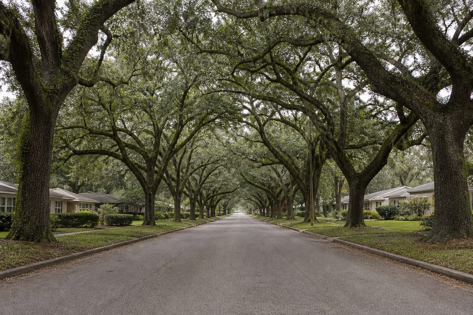 tree service in Gainesville FL