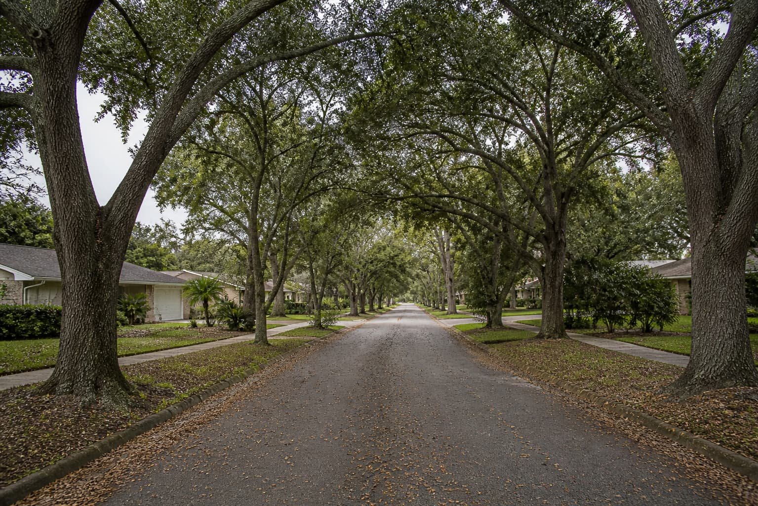 tree removal service in Palatka FL