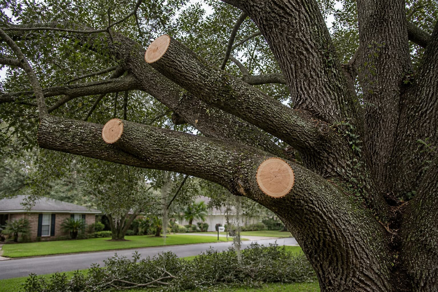 tree trimming and pruning service in Gainesville FL